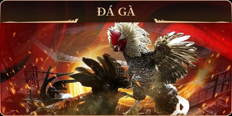Bật Mí Cách Chơi Đá Gà GA28 Tại M788 Thắng Lớn Từ A Đến Z
