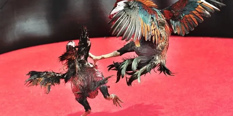 Hướng Dẫn Chi Tiết Cách Chơi Đá Gà Sabong M788 Cho Người Mới