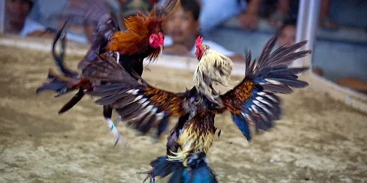 Hướng Dẫn Chi Tiết Cách Chơi Đá Gà Sabong M788 Cho Người Mới